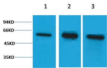 β Tubulin Rabbit pAb Antibody