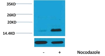 Histone H3(Phospho Thr32 ) Rabbit pAb Antibody