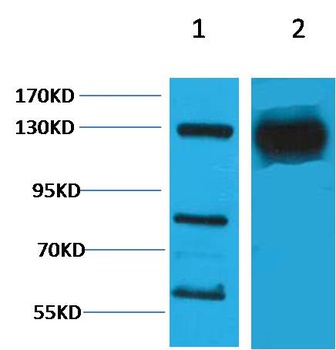 HIF-1α Rabbit pAb Antibody