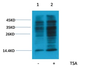 Acetyl Lysine Rabbit pAb Antibody