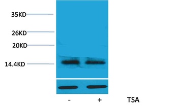 Histone H2A.X(Acetyl Lys5) Rabbit pAb Antibody