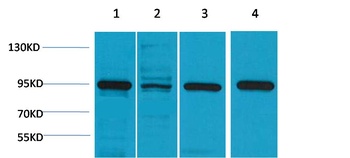 HSP90 α Rabbit pAb Antibody