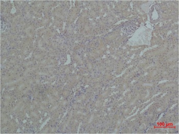 HSP90 α Rabbit pAb Antibody