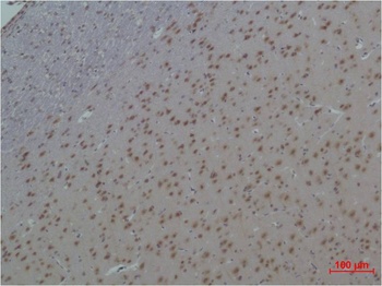 14-3-3 epsilon Rabbit pAb Antibody