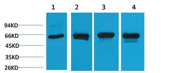 HSP60 Rabbit pAb Antibody