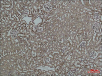 HSP60 Rabbit pAb Antibody