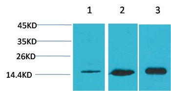 LC3B Rabbit pAb Antibody