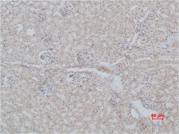 Angiotensin(1-7) Mas Receptor Rabbit pAb Antibody