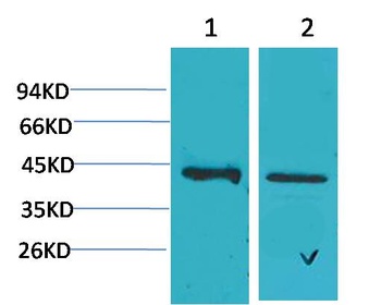 CALHM1 Rabbit pAb Antibody