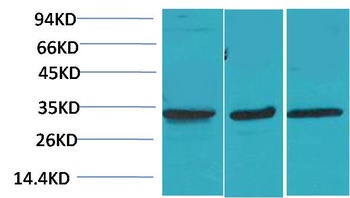 Cav γ3 Rabbit pAb Antibody