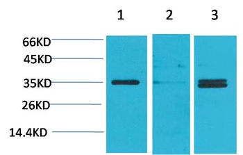Cav γ5 Rabbit pAb Antibody