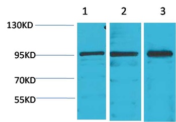STAT2 Rabbit pAb Antibody