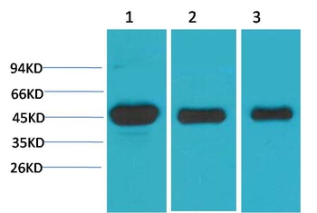 MEK1 Rabbit pAb Antibody