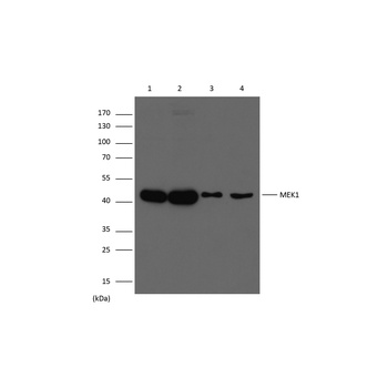 MEK1 Rabbit pAb Antibody