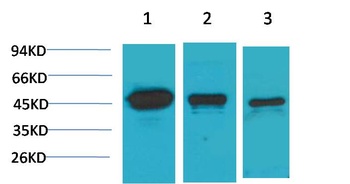 MEK2 Rabbit pAb Antibody