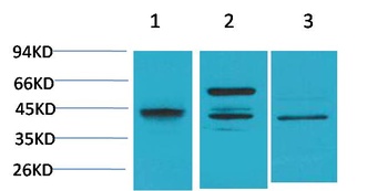 Caspase 8 Rabbit pAb Antibody