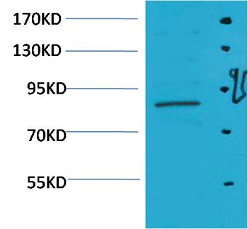 STAT5a Rabbit pAb Antibody