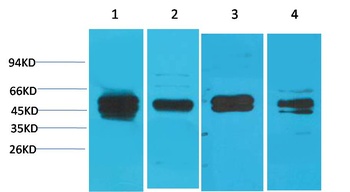 Cyclin B1 Rabbit pAb Antibody