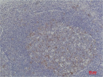 Cyclin B1 Rabbit pAb Antibody