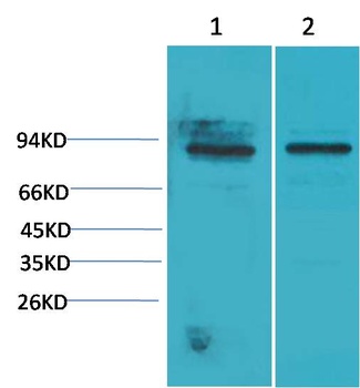 STAT5a Rabbit pAb Antibody