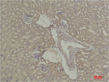 STAT5a Rabbit pAb Antibody