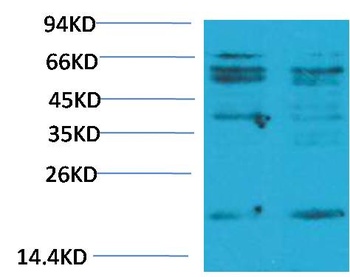 TNF α Rabbit pAb Antibody