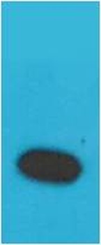 TNF α Rabbit pAb Antibody