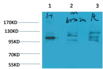 Glutamate Receptor 1 Rabbit pAb Antibody