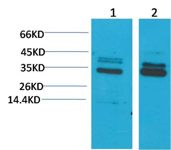 CLIC4 Rabbit pAb Antibody