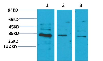 CNTF Rabbit pAb Antibody