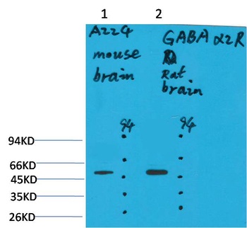 GABA A Receptor α2 Rabbit pAb Antibody