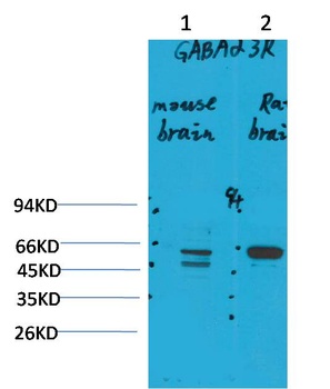 GABA A Receptor α3 Rabbit pAb Antibody