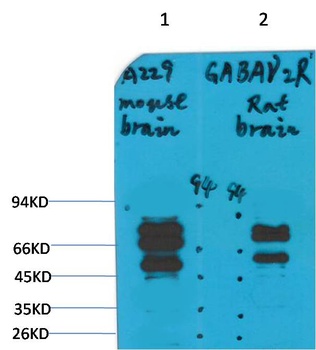 GABA A Receptor γ2 Rabbit pAb Antibody