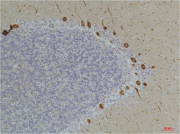 Ghrelin Receptor Rabbit pAb Antibody