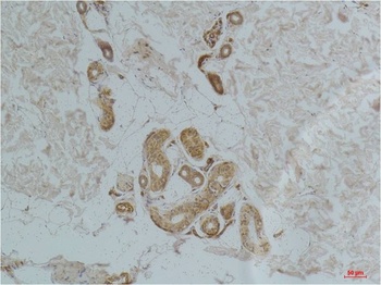 Ghrelin Receptor Rabbit pAb Antibody