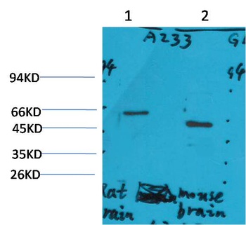 GLP1R Rabbit pAb Antibody