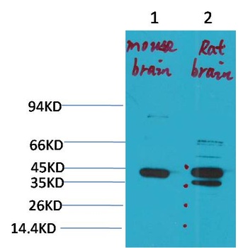 KCNK9(TASK-3) Rabbit pAb Antibody