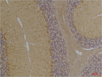 Kv1.8 Rabbit pAb Antibody