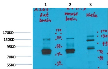 Kv11.3 Rabbit pAb Antibody