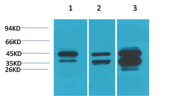 DUSP6 Rabbit pAb Antibody