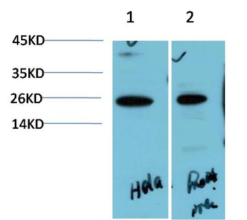 HP-1 α Rabbit pAb Antibody