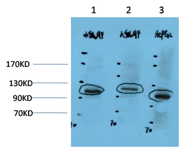 HIF-1α Rabbit pAb Antibody