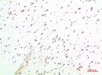 HSC70 Rabbit pAb Antibody