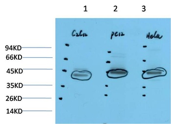HSP40 Rabbit pAb Antibody