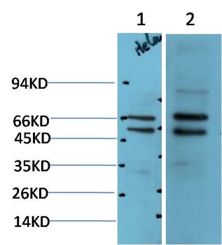 MEK2 Rabbit pAb Antibody