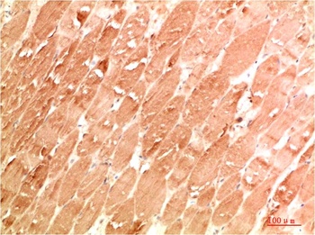 ATG4a Rabbit pAb Antibody