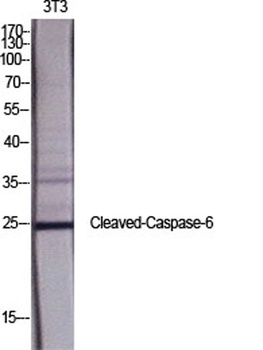 Cleaved-Caspase-6 p18 (D162) rabbit pAb Antibody