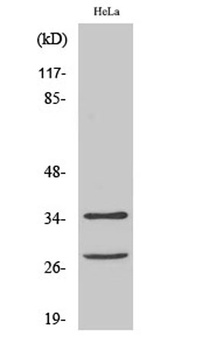 Cleaved-Caspase-6 p18 (D162) rabbit pAb Antibody