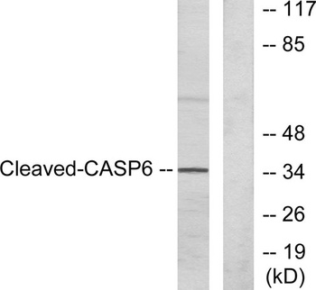Cleaved-Caspase-6 p18 (D162) rabbit pAb Antibody