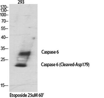 Cleaved-Caspase-6 p18 (D179) rabbit pAb Antibody